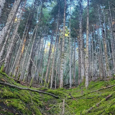 住宿加早餐酒店 Du Fromager 3*
